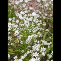 Ail cilie, Allium subhirsutum (fam Liliacees) (rg mediterraneennes) (2)